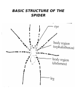 BASIC_STRUCTURE_OF_THE_SPIDER.docx